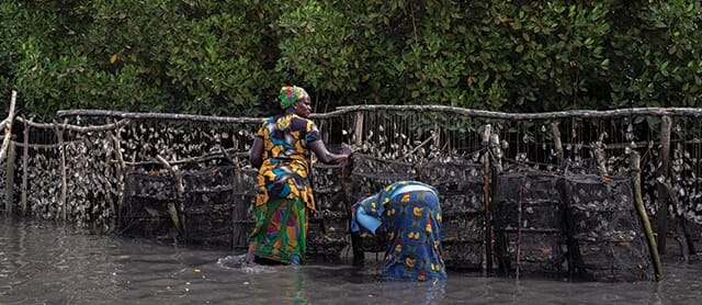 Many oyster farmers operate in Senegal's mangrove forests