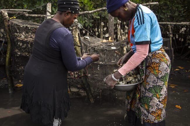 two women harvesting oysters from baskets and lines