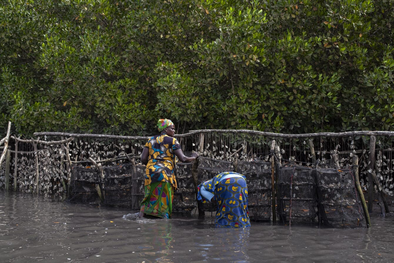 two women standing near stocked oyster lines