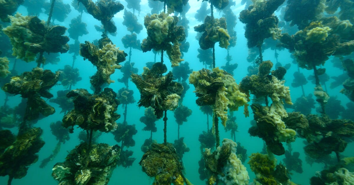 12 ways aquaculture can benefit the environment | The Fish Site