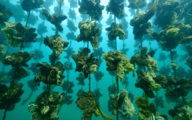 One sea, one ocean and a world of shellfish farming opportunities | The ...