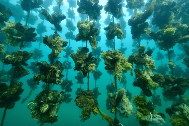 oyster lines hanging in the water