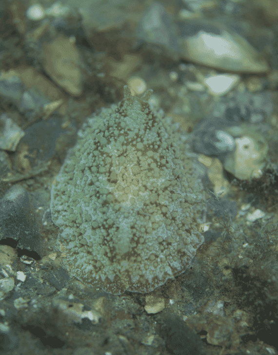A side-gilled sea slug amongst discarded mussel shells beneath the lines