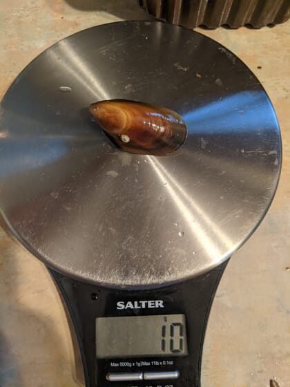 Weighing mussels