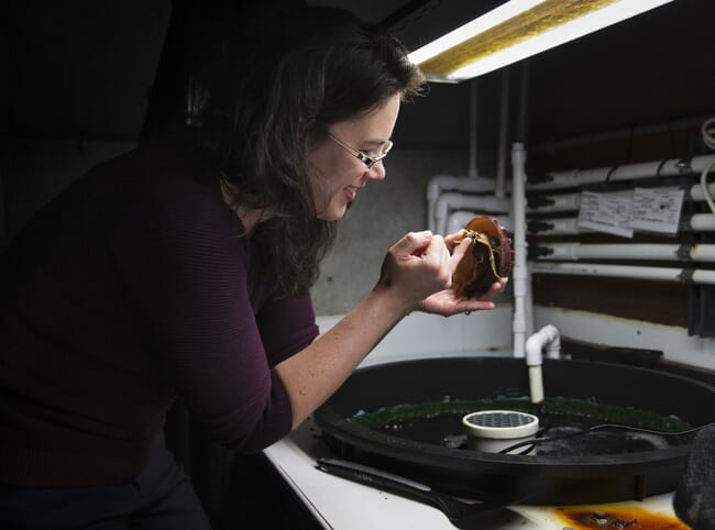 person holding an abalone above a tank