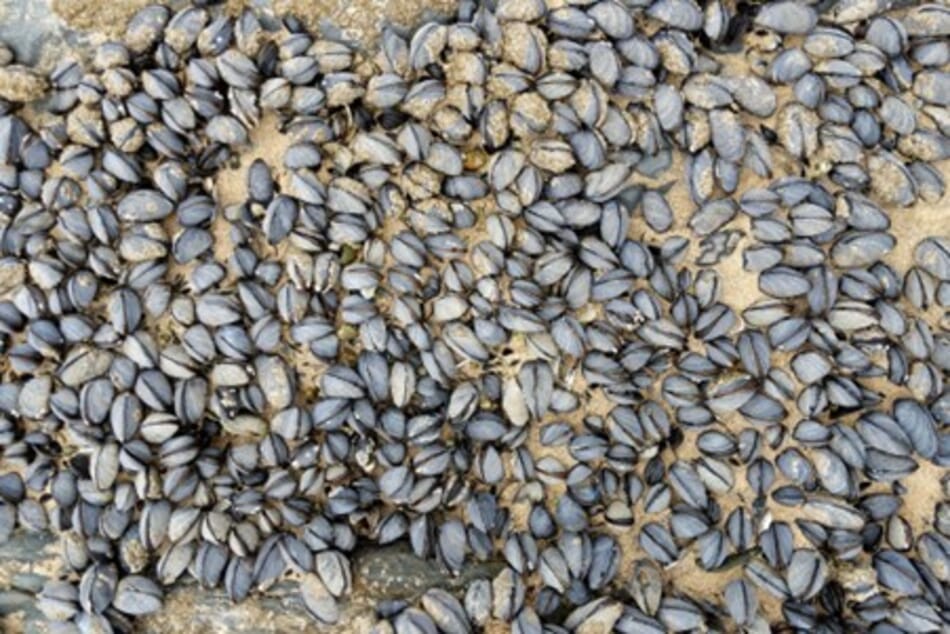 Microfibres cause macro problems in blue mussels | The Fish Site