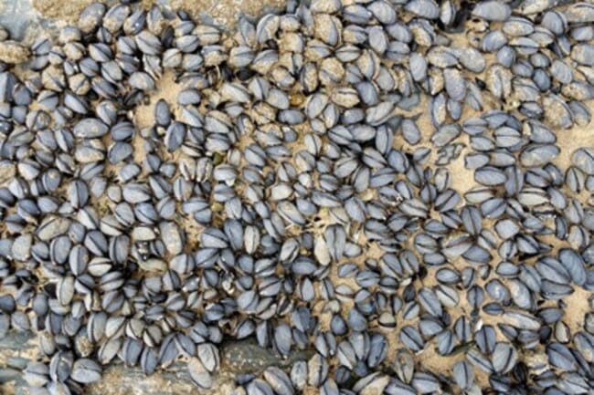 wild mussels