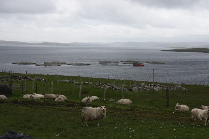 Salmon farms once offered an additional income stream to crofters in Shetland.