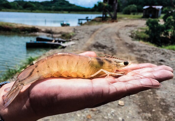 The study counters concerns about the safety of farmed shrimp