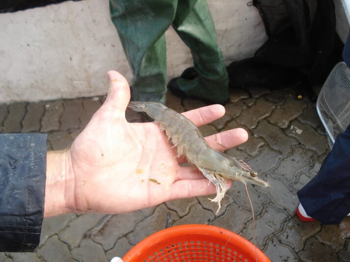 Bill McGraw is growing shrimp for the local Panamanian market