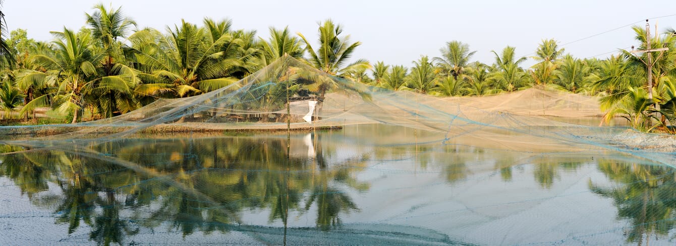 Nets and pond liners in use at an Indian shrimp farm