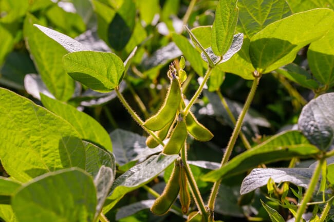 Close up de grãos de soja crescendo em uma planta