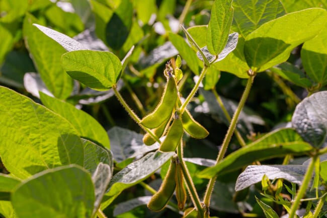 Primer plano de soja creciendo en una planta