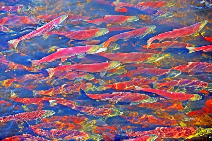 Salmon sperm has recently been found to have huge potential in some unlikely areas.