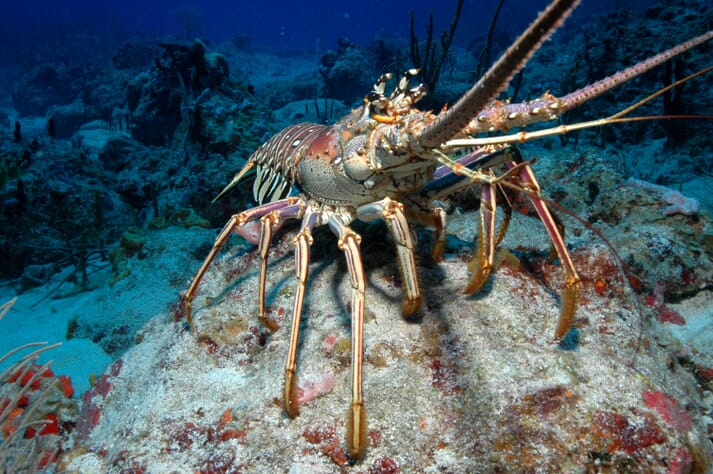 A spiny lobster