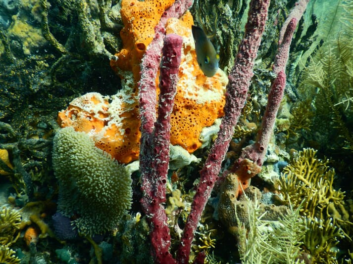 sponges, coral and an anemone underwater