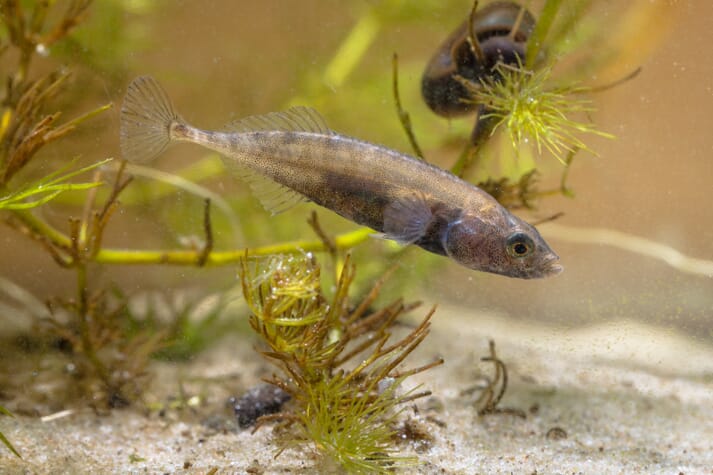 Professor Huntingford found sticklebacks a fascinating subject for research into animal behaviour