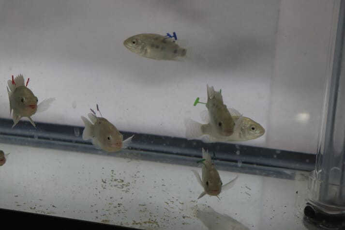 Dr de Verdal has developed a new method for assessing the feed intake of each individual fish within a group