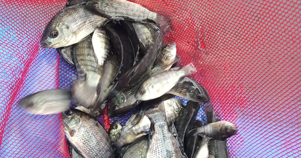 Why fish slaughtering methods must be improved in Brazil | The Fish Site