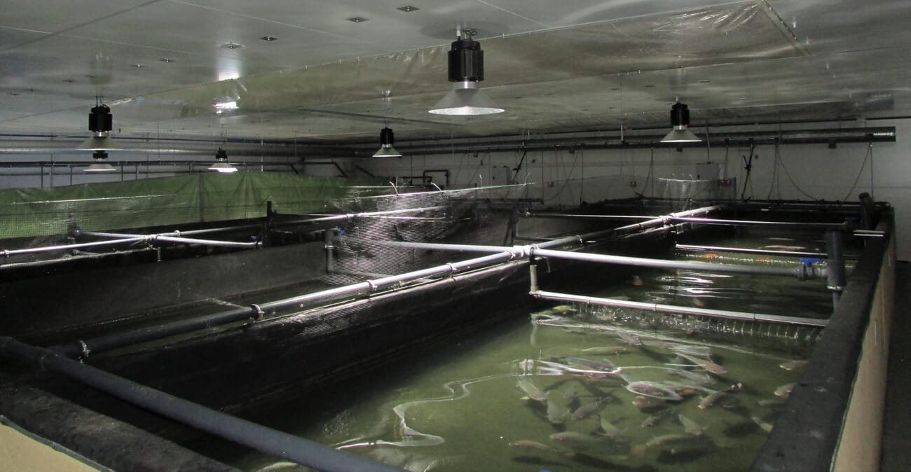 UK Tilapia farm expanding 10x to target global market | The Fish Site