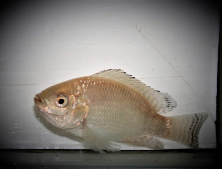 The genes were identified by researchers from the Centre for Sustainable Aquatic Research (CSAR) at Swansea University