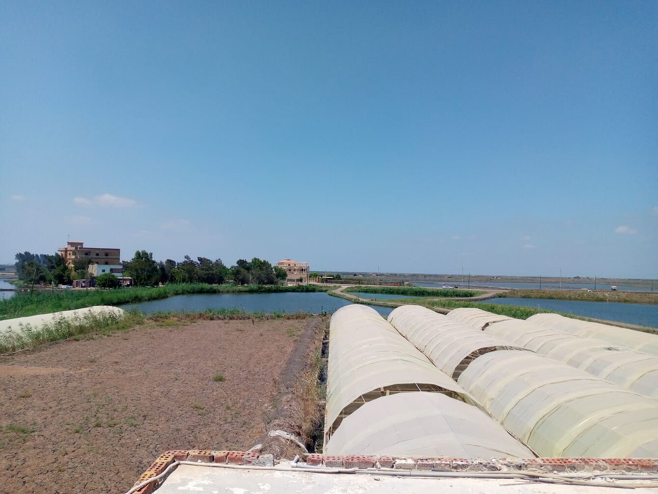 Polytunnels and a pond at a tilapia hatchery.