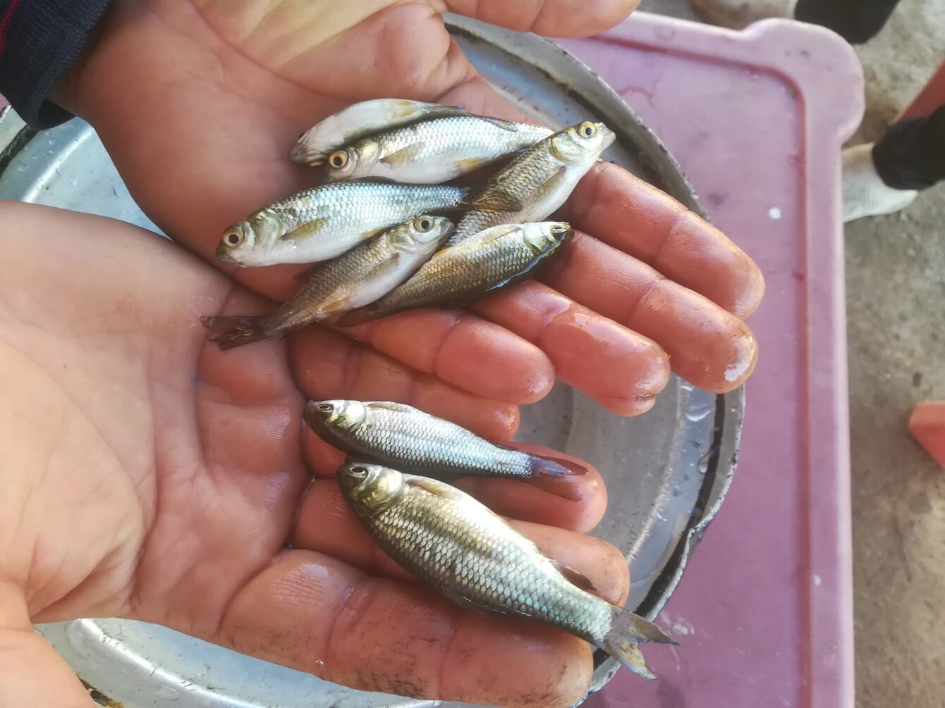 Someone holding small tilapia.