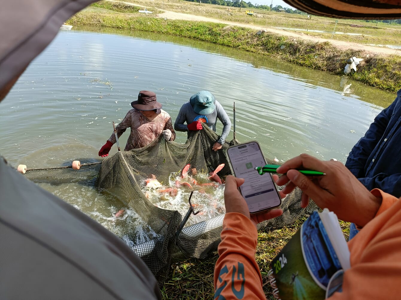 Men gathering tilapia in a farm to assess their welfare.