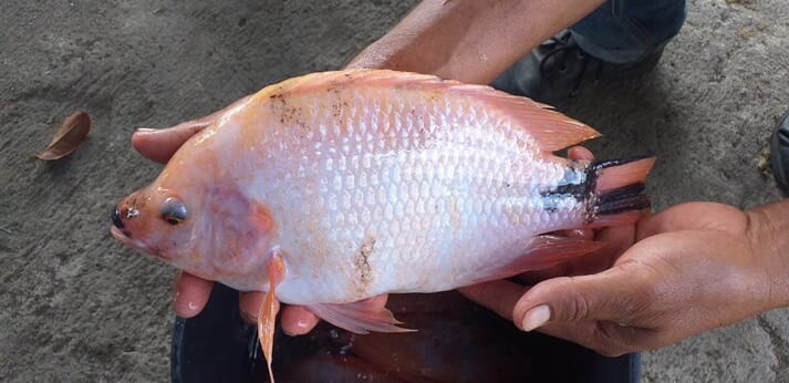A Colombian crossbred red Chitralada tilapia