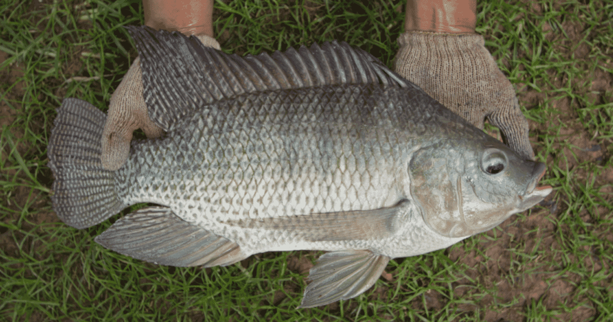 Why India should target more tilapia production | The Fish Site