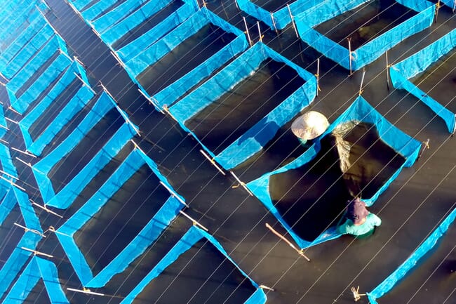 aerial view of hapa nets in the water