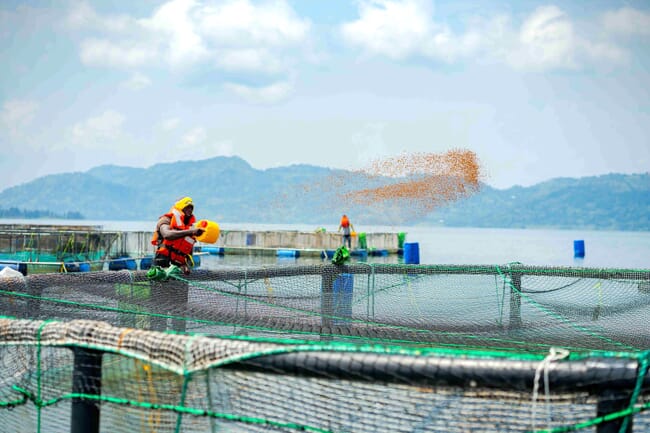 Un hombre alimentando a una tilapia.