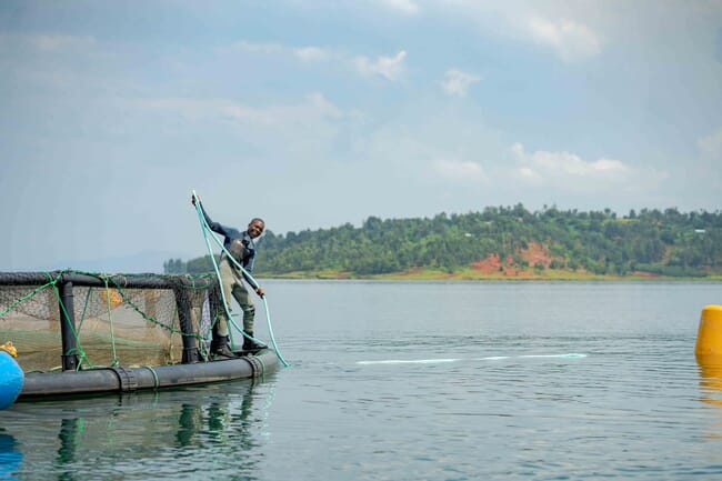 A man working at a tilapia farm.