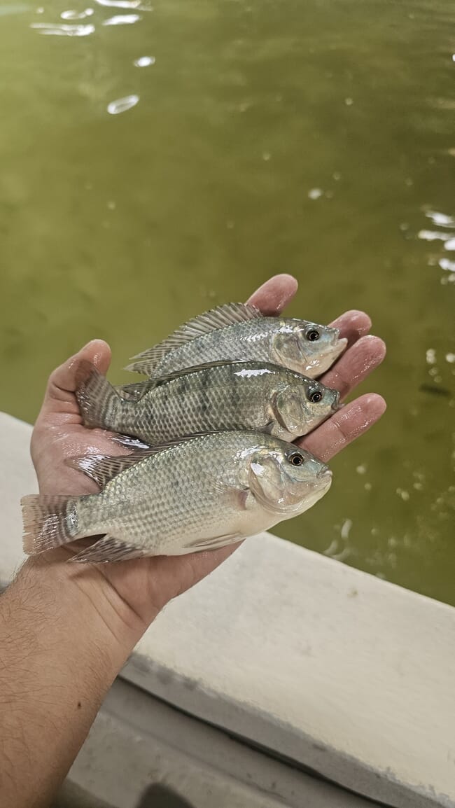 Three tilapia.