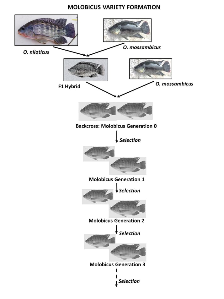 Realising the unmet potential of farming tilapia in saltwater The