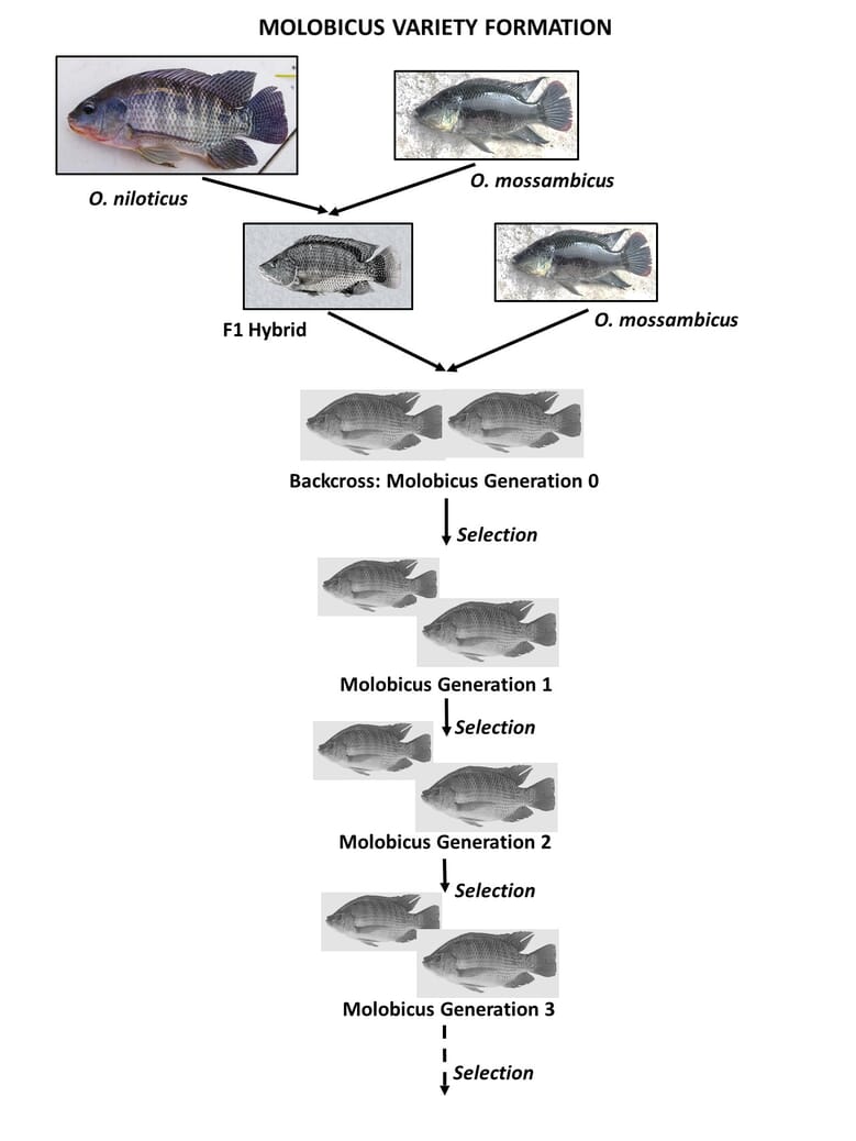 Realising the unmet potential of farming tilapia in saltwater The