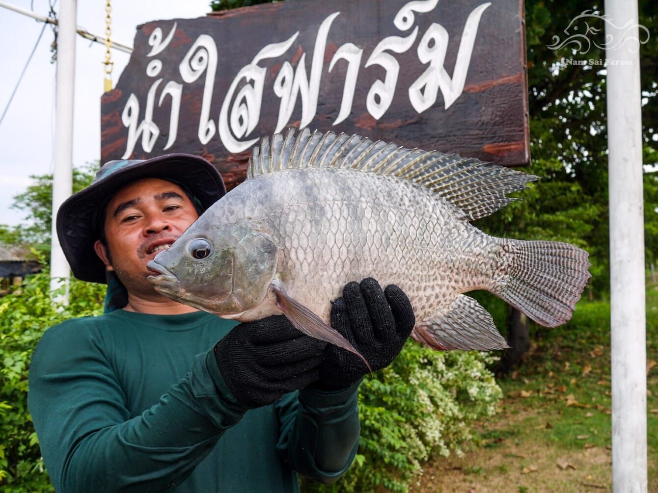 Tilapia at Nam Sai Farms.