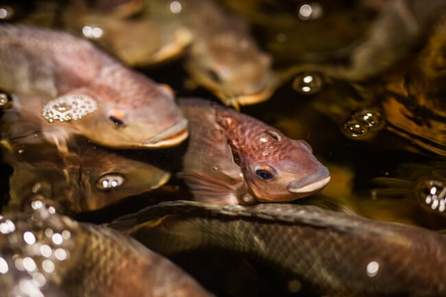 tilapia swimming under water