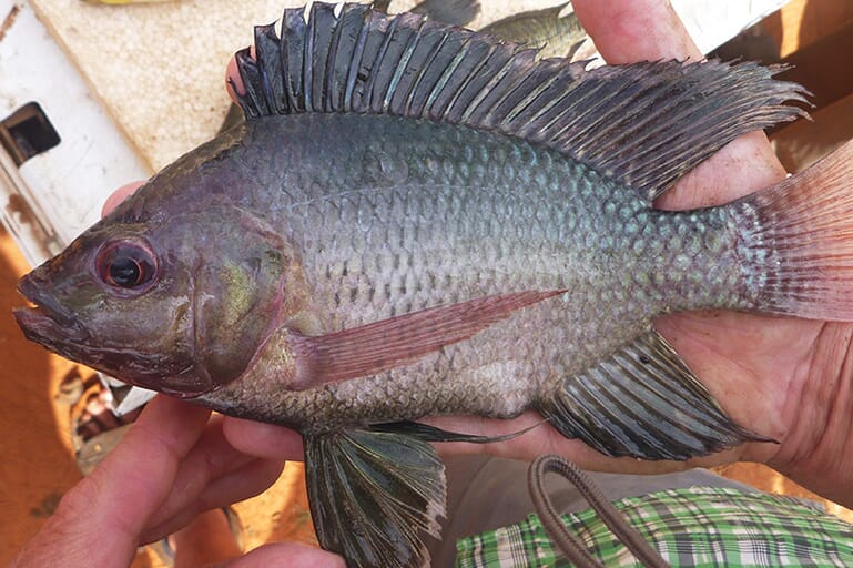 Concerns over tilapia biodiversity The Fish Site