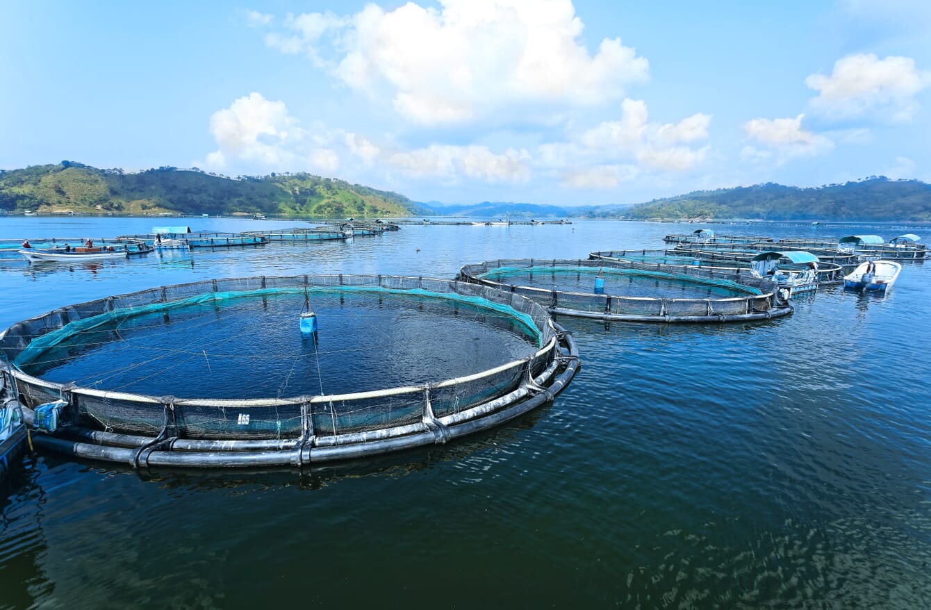 Regal Springs tilapia farm at Malpaso Lake in Mexico