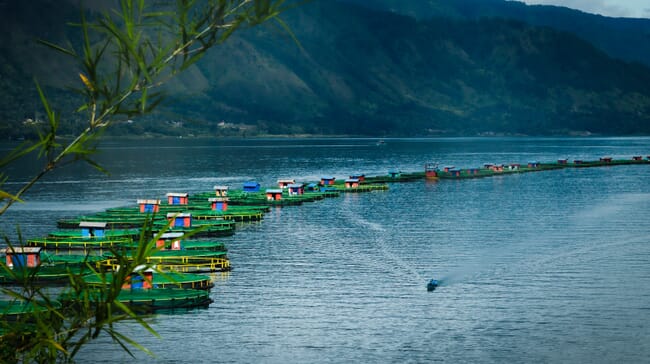 Regal Springs' tilapia farm