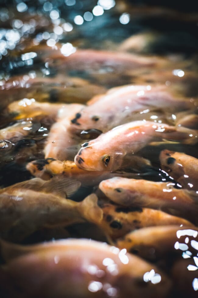 peixes em um aquário