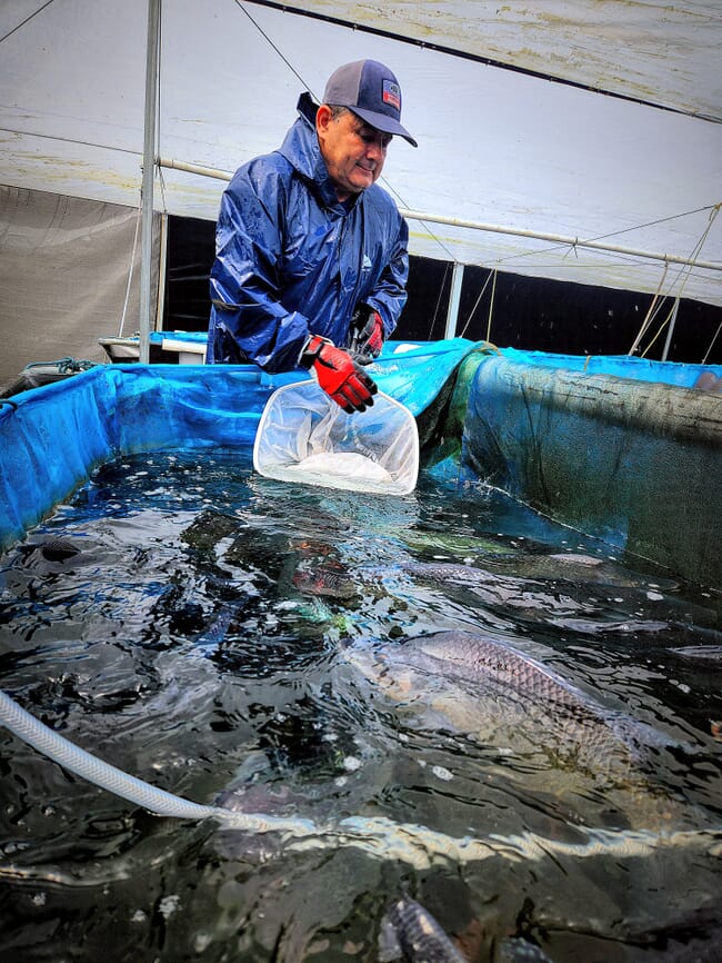 Tilapia welfare assessment.