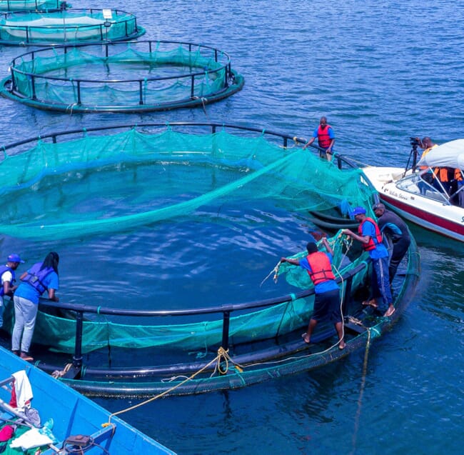 Aerial view of Lake View Fisheries cages.