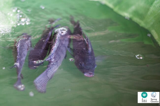 four tilapia swimming in a plastic pen