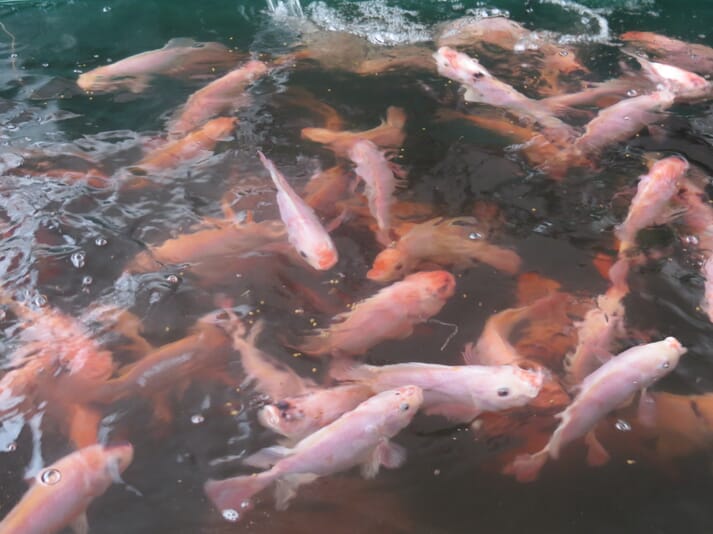 red tilapia swimming in a pond