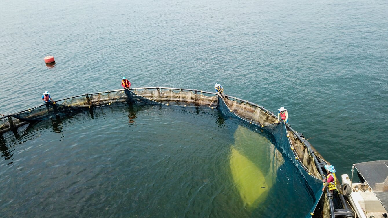 Farmers tending nets at Tropo Farms.