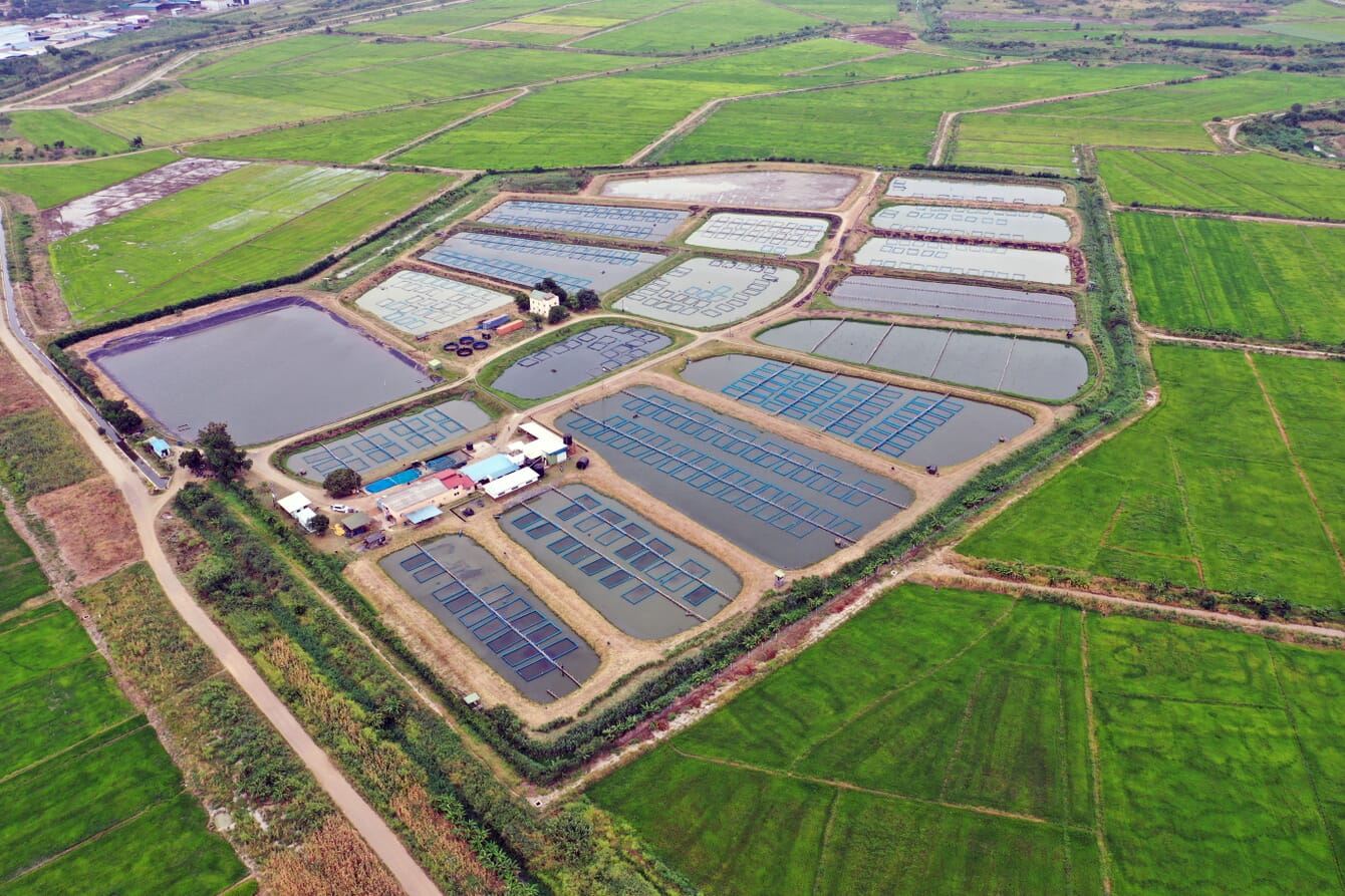 Tropo Farms tilapia ponds.