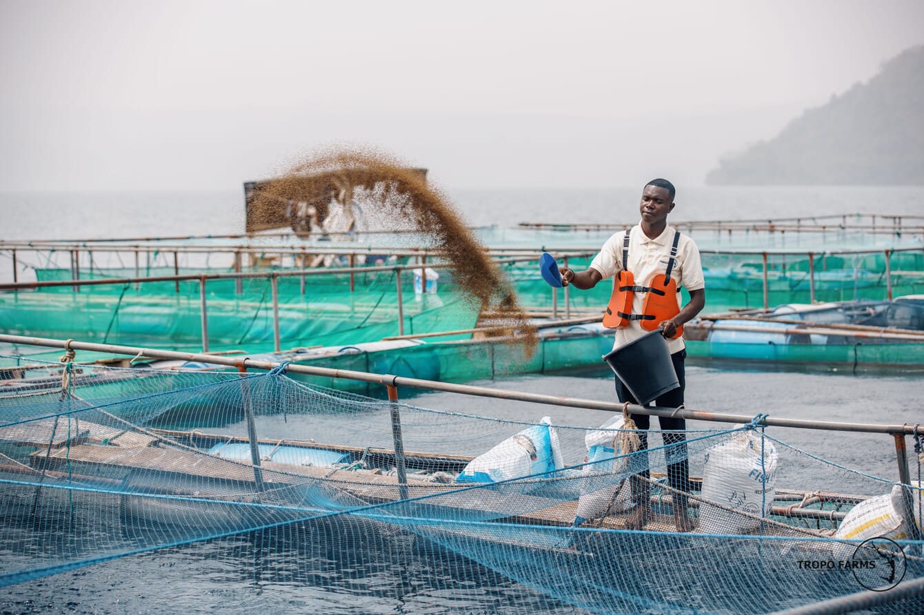 Feeding tilapia at Tropo Farms.