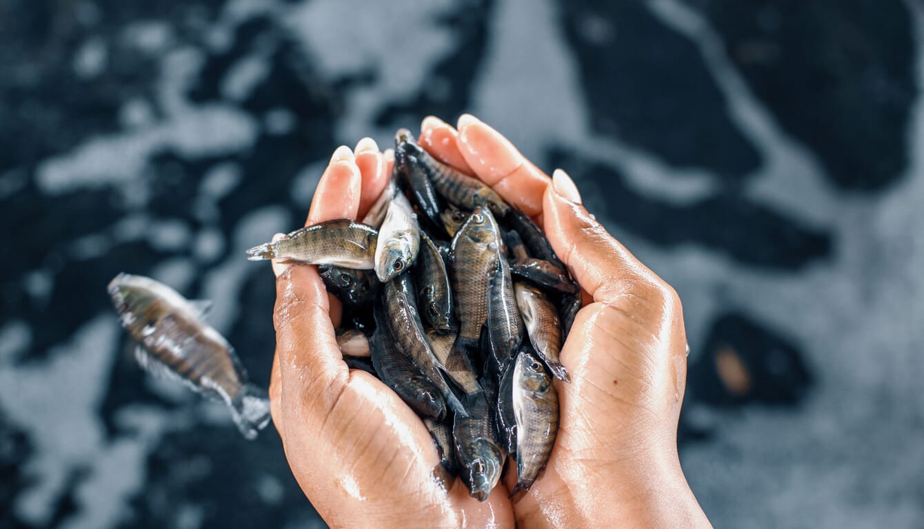 Tilapia juveniles.